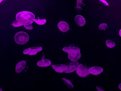 Purple water jellyfish
